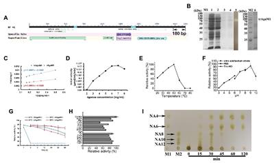 Production of Neoagaro-Oligosaccharides With Various Degrees of Polymerization by Using a Truncated Marine Agarase